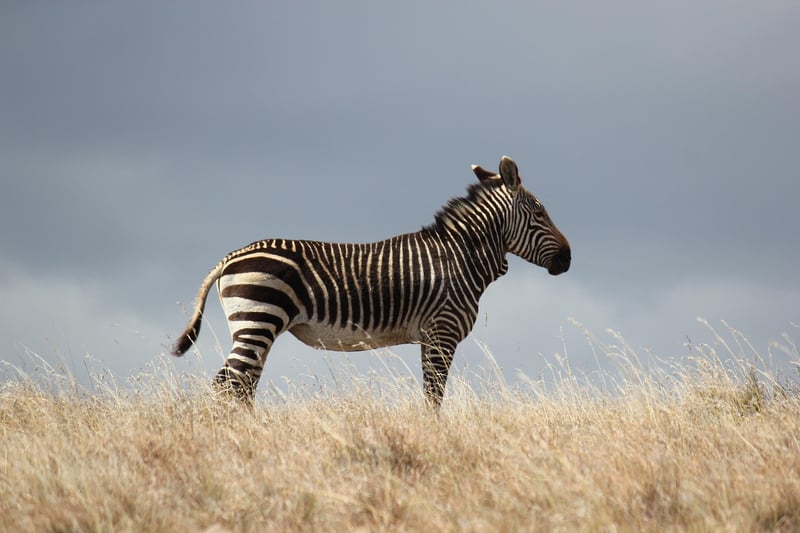 Serengeti, Tanzania